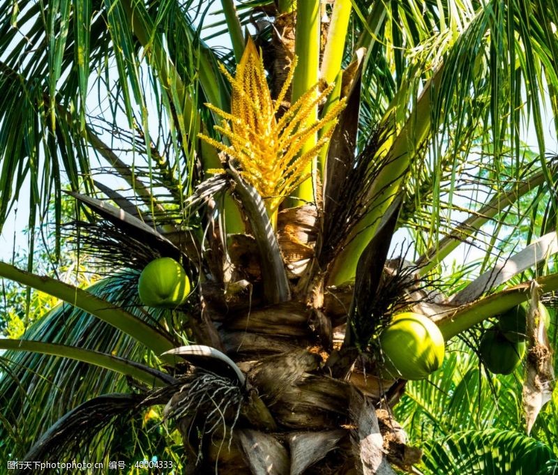 椰树树上清甜的椰子图片