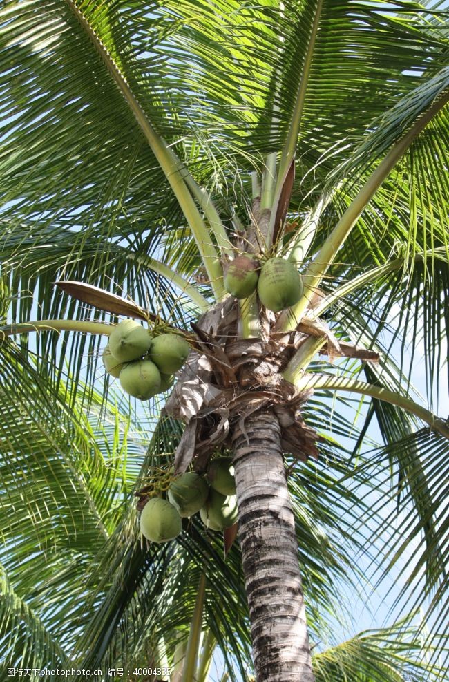 热带植物树上清甜的椰子图片