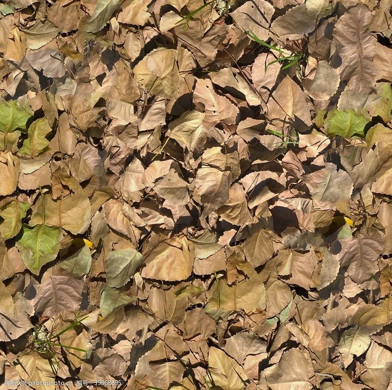 木纹素材树叶图片