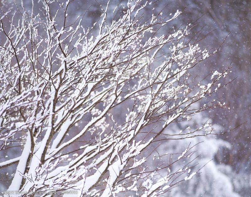 寒冷树枝上的冰雪图片