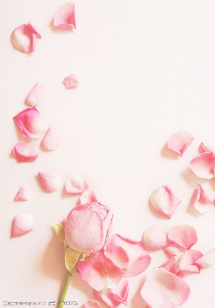 情人节素材唯美粉色玫瑰花瓣图片