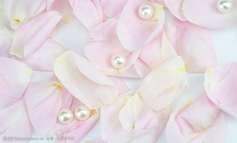 世界电影节唯美粉色玫瑰花瓣图片