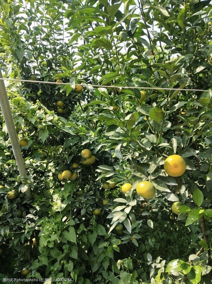 橘子沃柑树图片