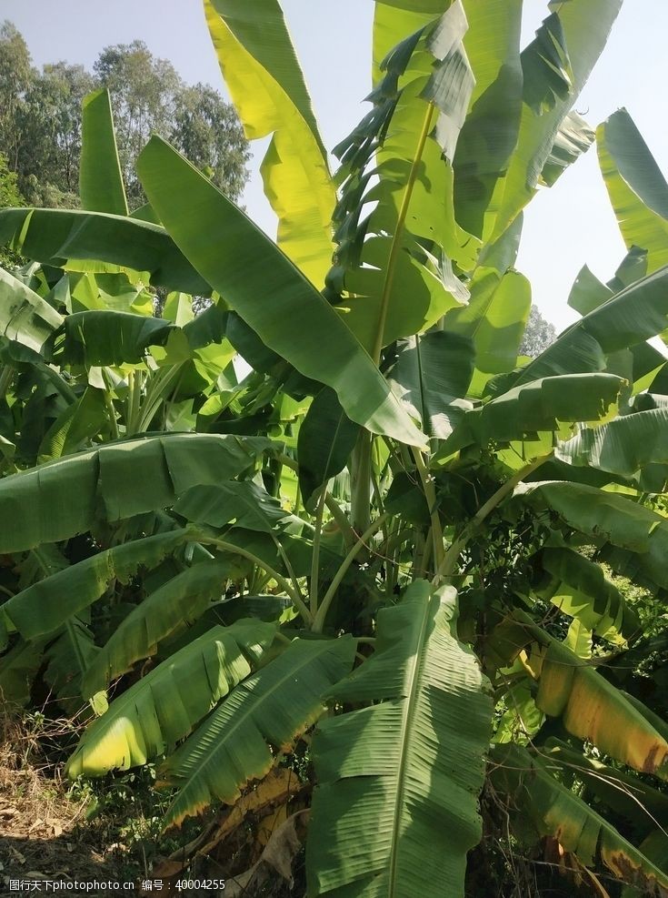 水果农场香蕉树图片