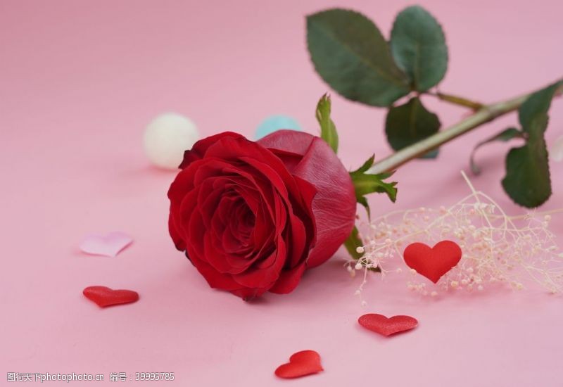 情人节素材妖艳红色玫瑰花图片