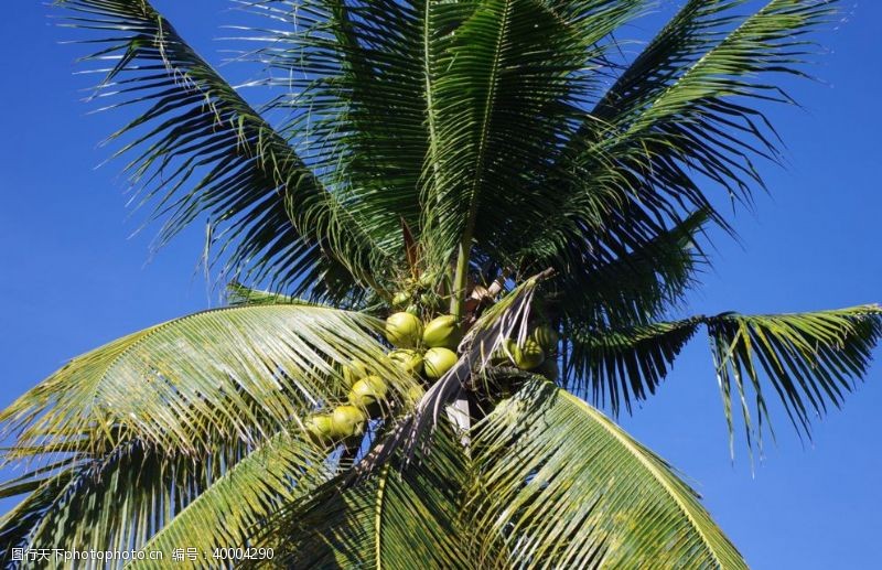 新鲜果汁椰子图片