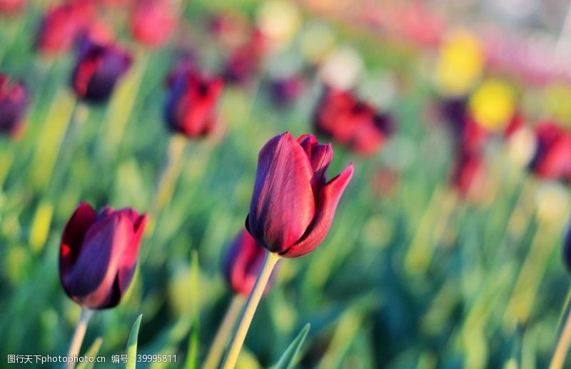 红色郁金香郁金香花图片