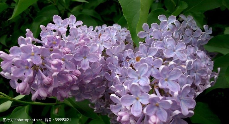 赏花紫丁香图片