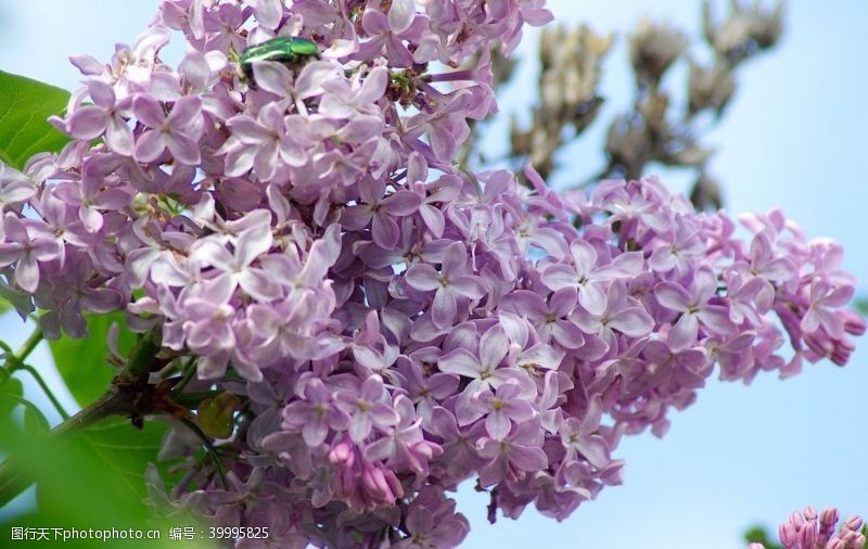 丁香花紫丁香图片