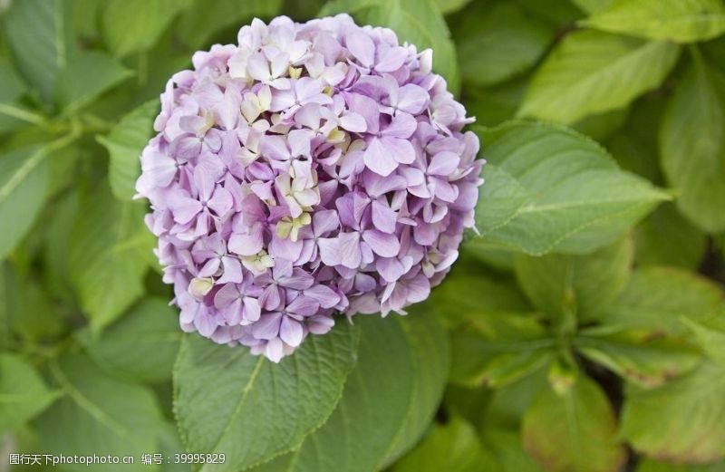 花束紫丁香图片