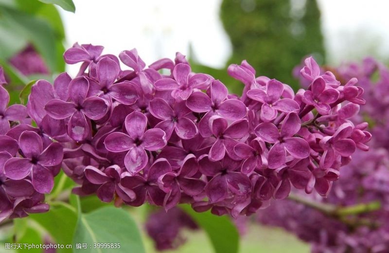 花蕊紫丁香图片