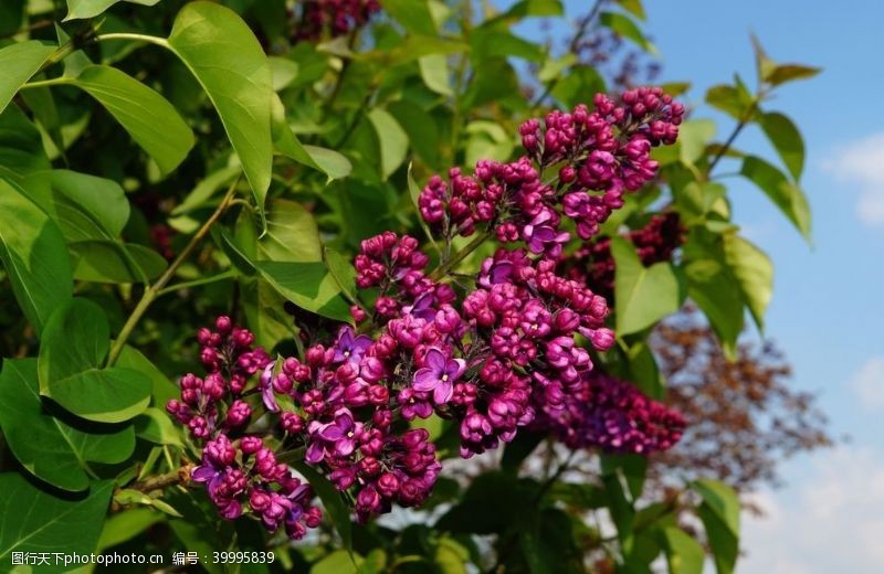 丁香花紫丁香图片