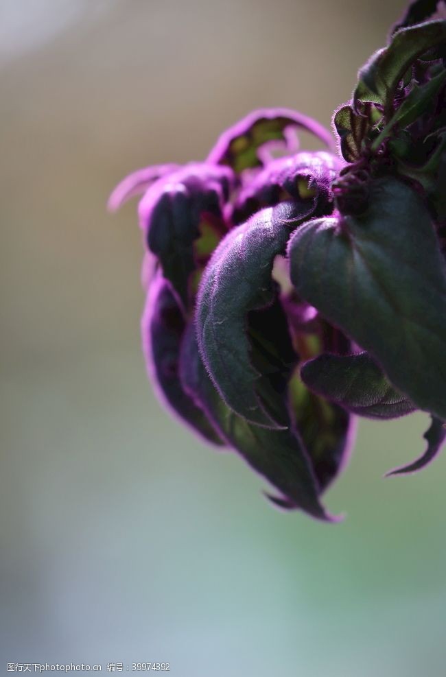三叶草紫鹅绒图片