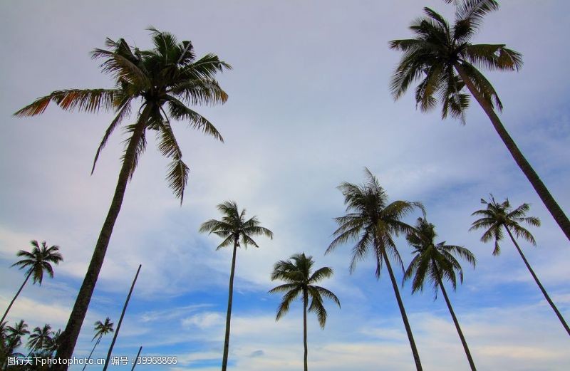 休闲水景棕榈树图片