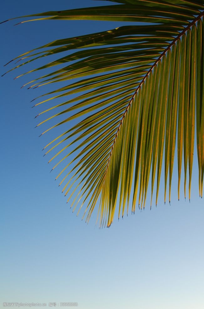扇面棕榈树图片