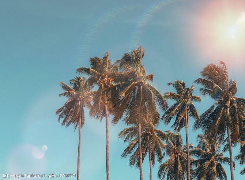阳光树木棕榈树图片