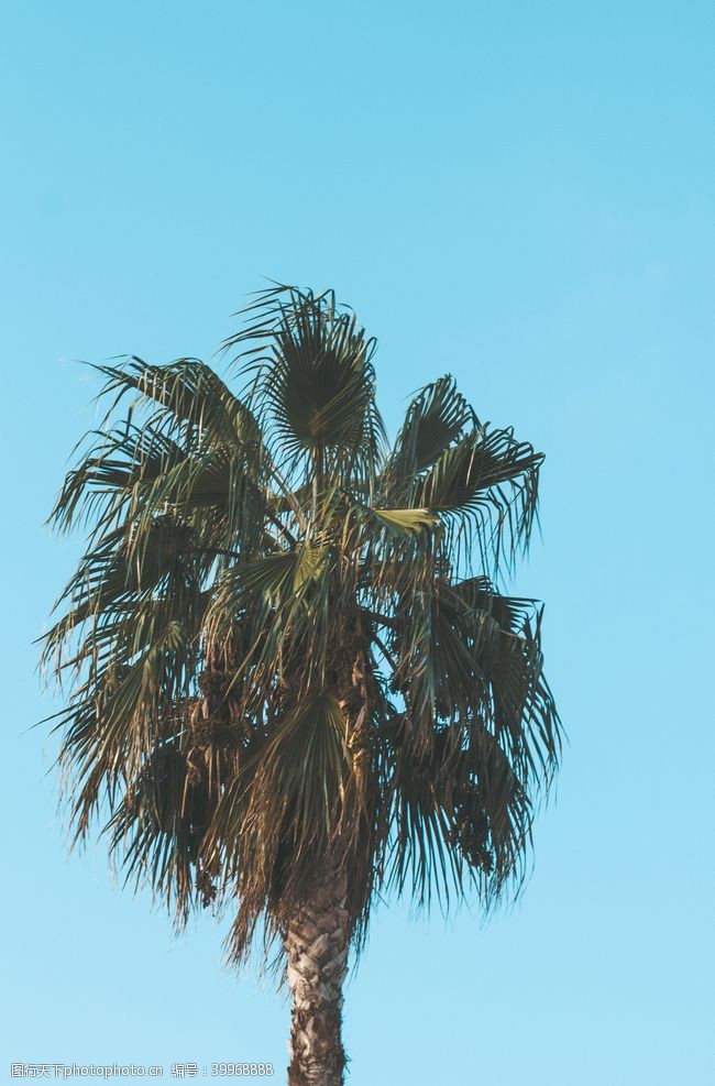 世界电影棕榈树图片