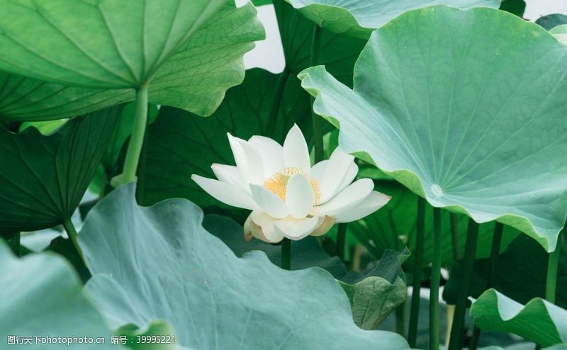 中国印池塘里的白莲花特写图片