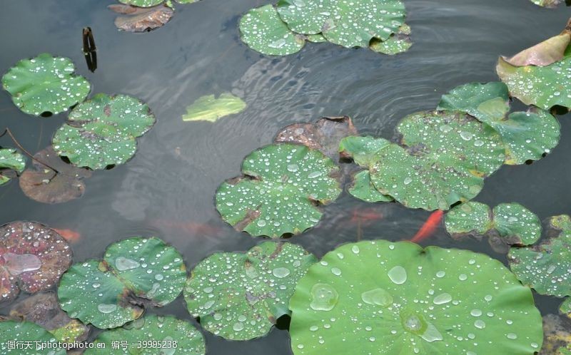 木芙蓉池塘里的睡莲拍摄素材图片