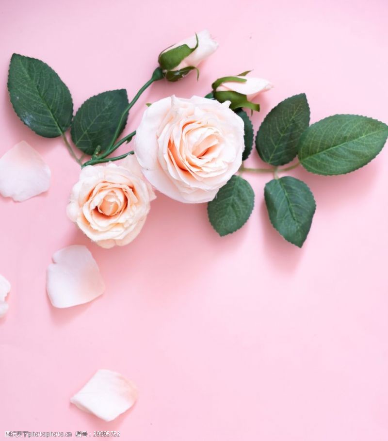 花束装饰粉色底板粉色玫瑰图片