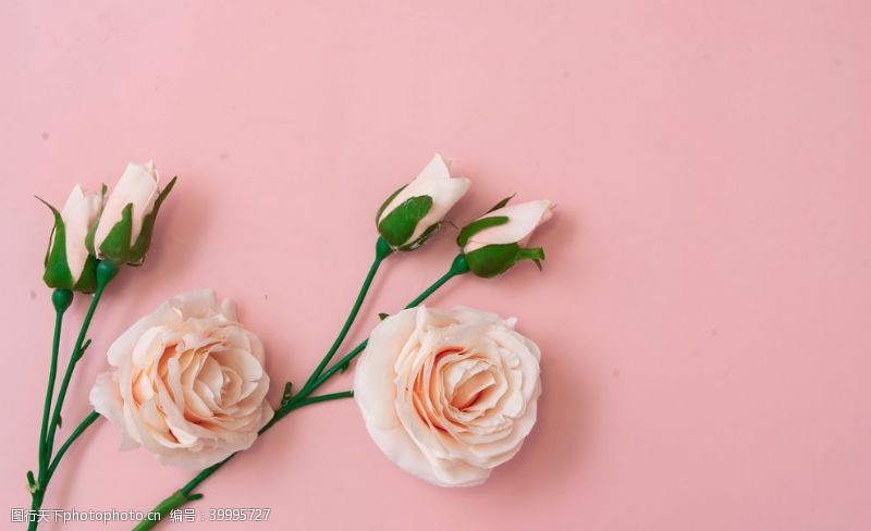 粉色底板上的玫瑰花特写图片