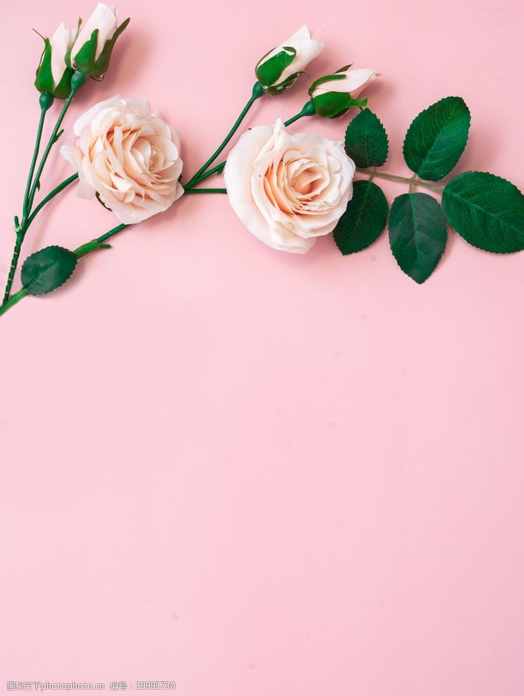 粉红色的粉色底板上的玫瑰图片