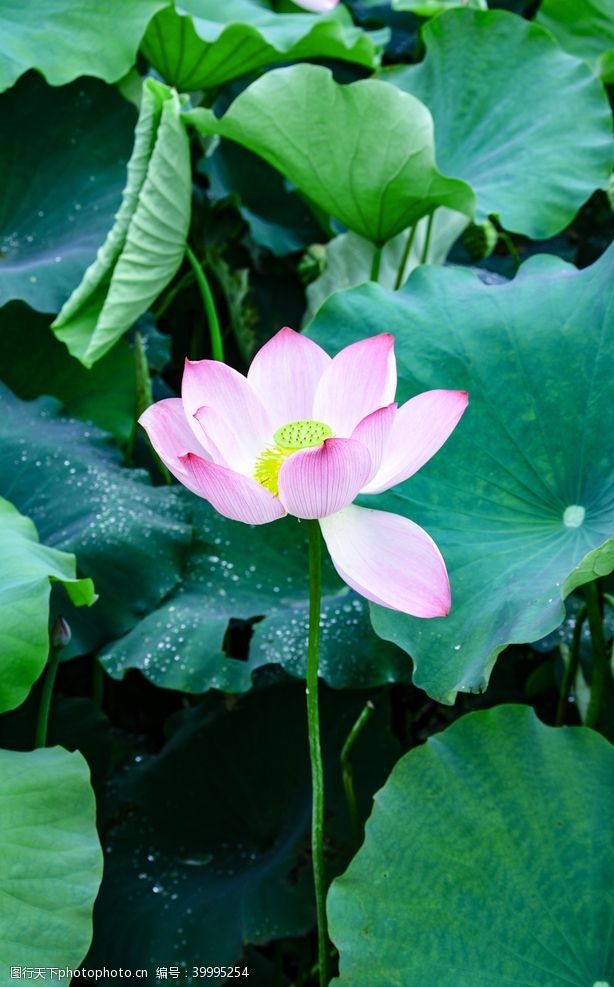 芙蕖粉色荷花特写图片