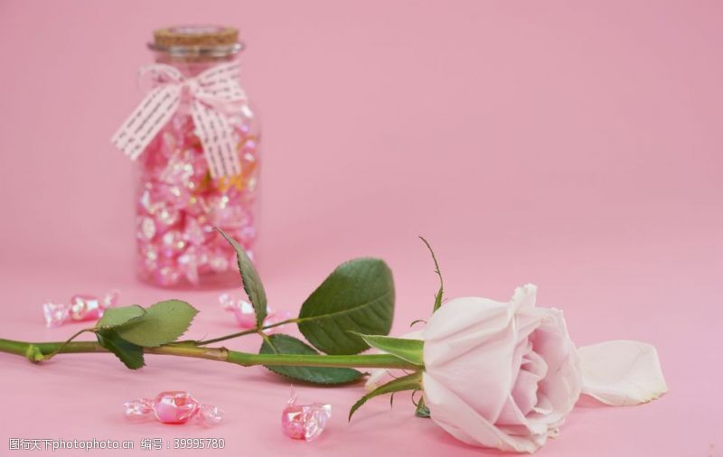 唯美花朵粉色玫瑰花拍摄素材图片