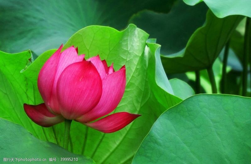 花瓣荷花高清拍摄素材图片