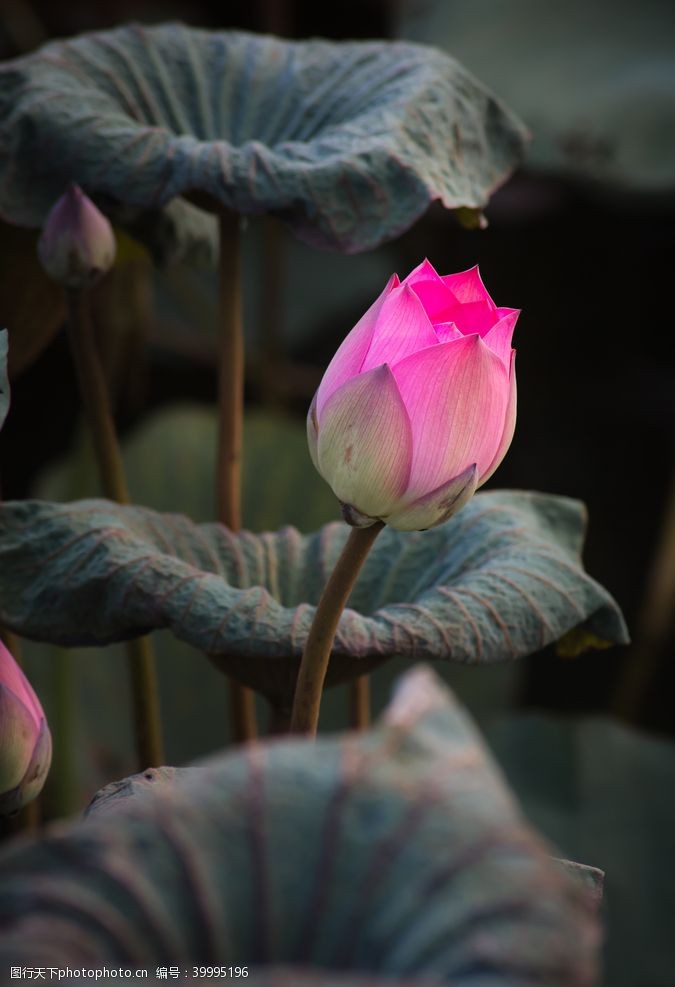 中国印荷花花骨朵高清大图图片