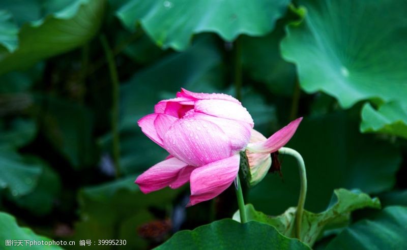 莲花荷花特写图片