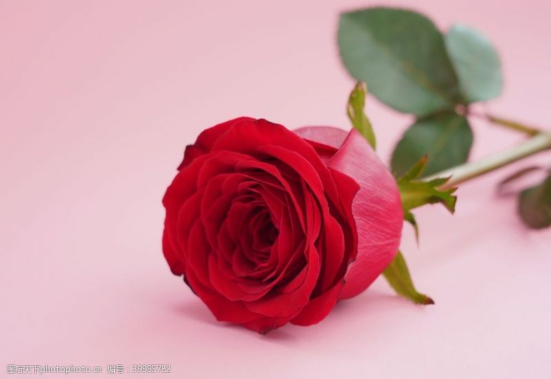 世界电影节红玫瑰高清素材图片