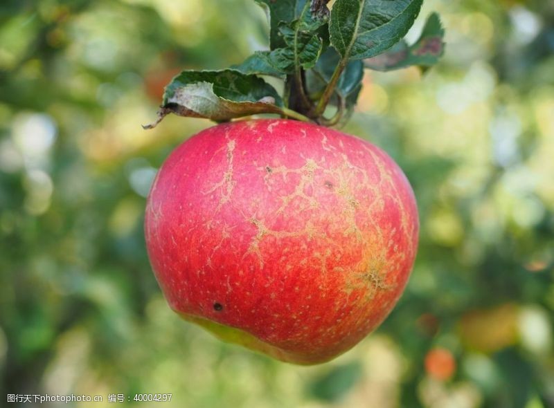 水果标签红苹果图片