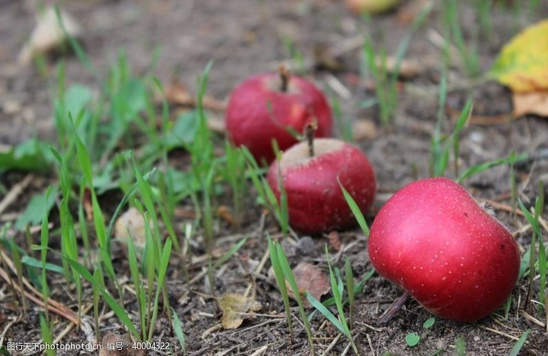 红富士红苹果图片