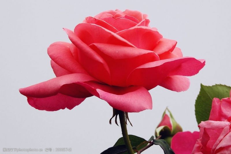 写意花卉红色玫瑰特写图片