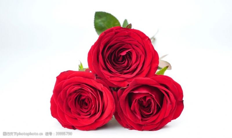 美丽人生红色美丽的玫瑰花摄影图图片