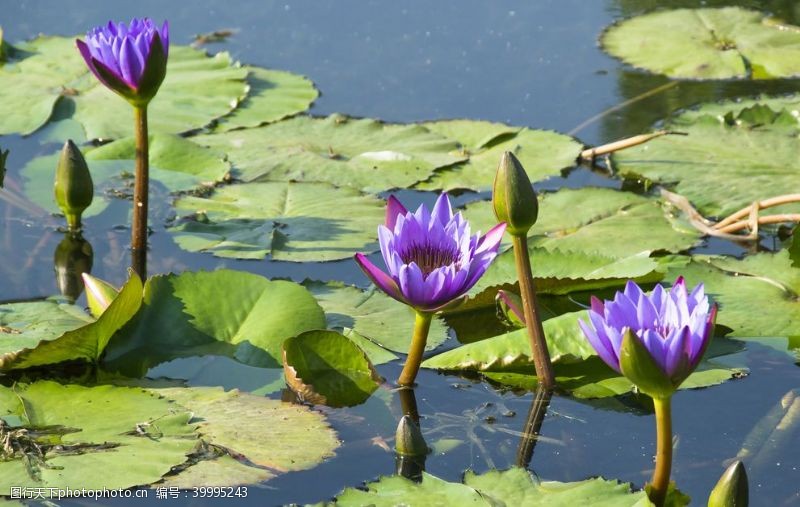 莲花花卉摄影素材湖里的紫色睡莲图片
