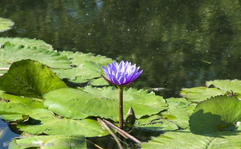 水中动物花卉摄影素材莲叶睡莲横版图片
