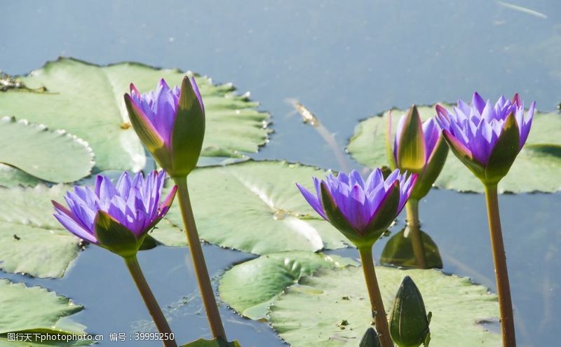 水中动物花卉摄影素材睡莲和莲叶图片