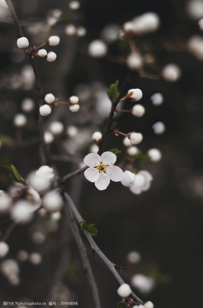 色彩艳丽花卉图片