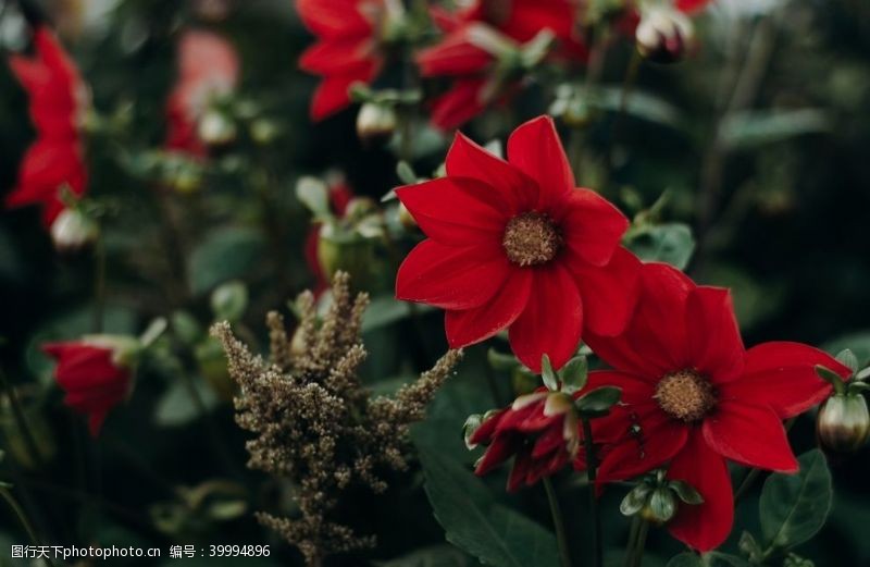 花瓣花卉图片