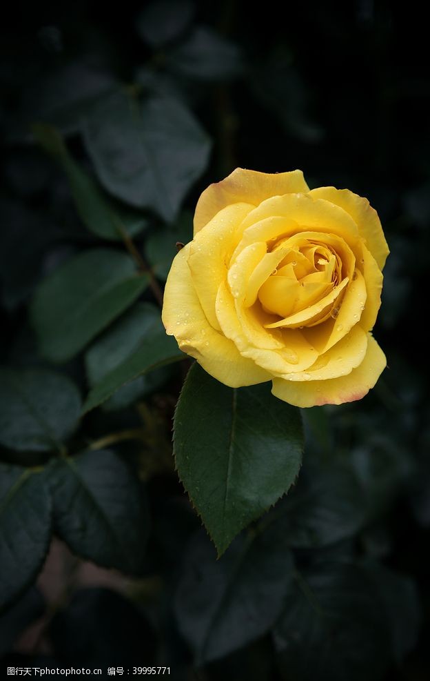 黄色花朵黄色玫瑰花高清大图图片