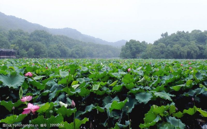 中国印户外大片池塘拍摄素材图片
