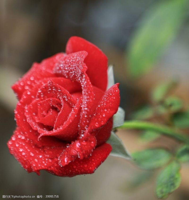 世界电影节户外一朵红色玫瑰花特写图片