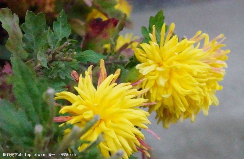 狗特写菊花图片