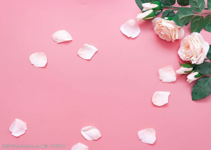 浪漫粉色玫瑰拍摄素材图片