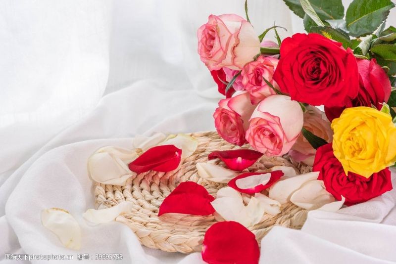 月季花浪漫玫瑰花束拍摄素材图片