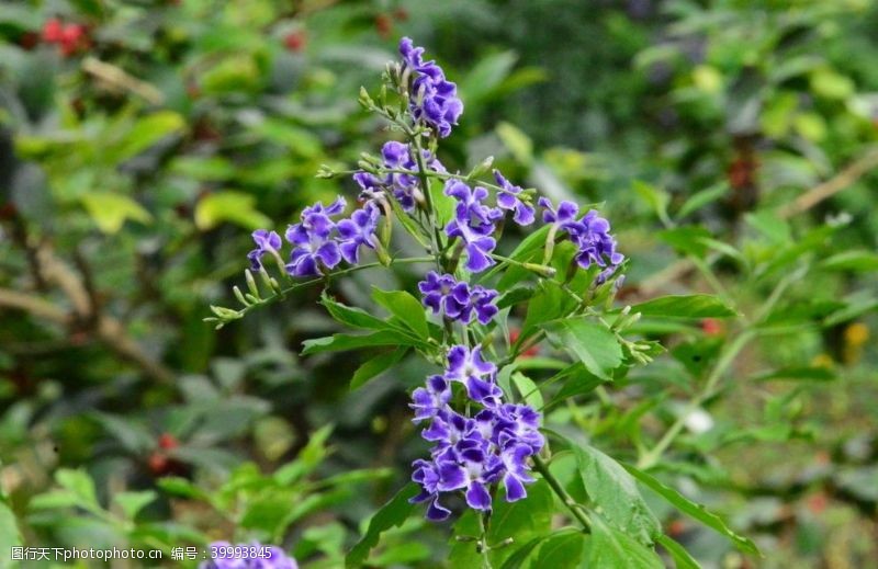 花蕾蕾丝金露花图片