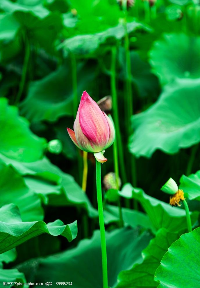 木芙蓉莲花花骨朵特写图片