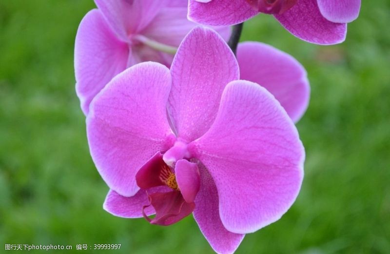 美丽花朵美丽的蝴蝶兰鲜花图片